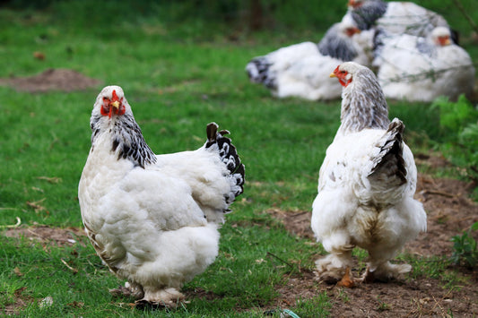 Eggs-traordinary Varieties: A Deep Dive into the World of Heritage and Rare Chicken Breeds - casadechicka