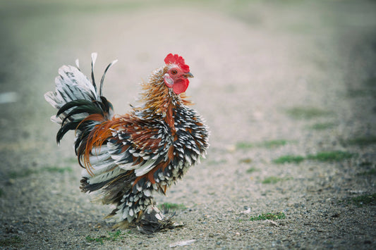 Pecking at Perception: The Truth Behind Chickens' Recognition of Human Faces - casadechicka
