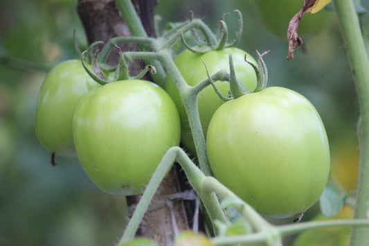 Toxic Plants for Chickens: Common Plants and Vegetables to Avoid - casadechicka