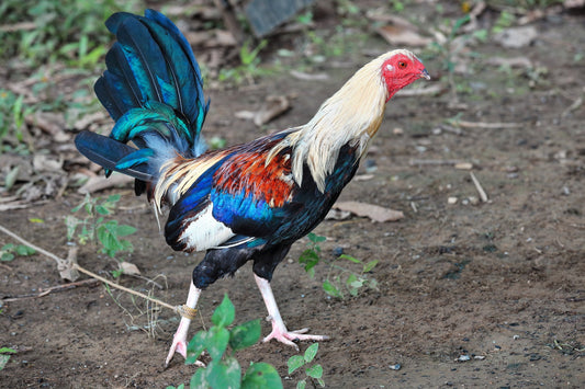 What is the most aggressive chicken breed? - casadechicka