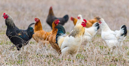 10 Strange Facts About Chickens - casadechicka