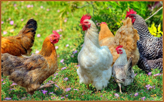 15 Surprising Facts About Chickens - casadechicka