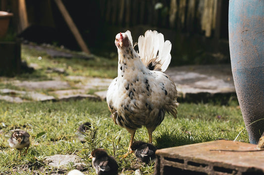 5 Proven Tips to Boost Your Chickens' Immune System - casadechicka