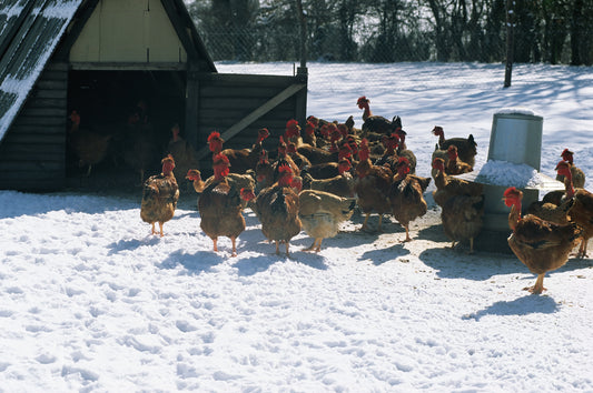 chicken coop in winter