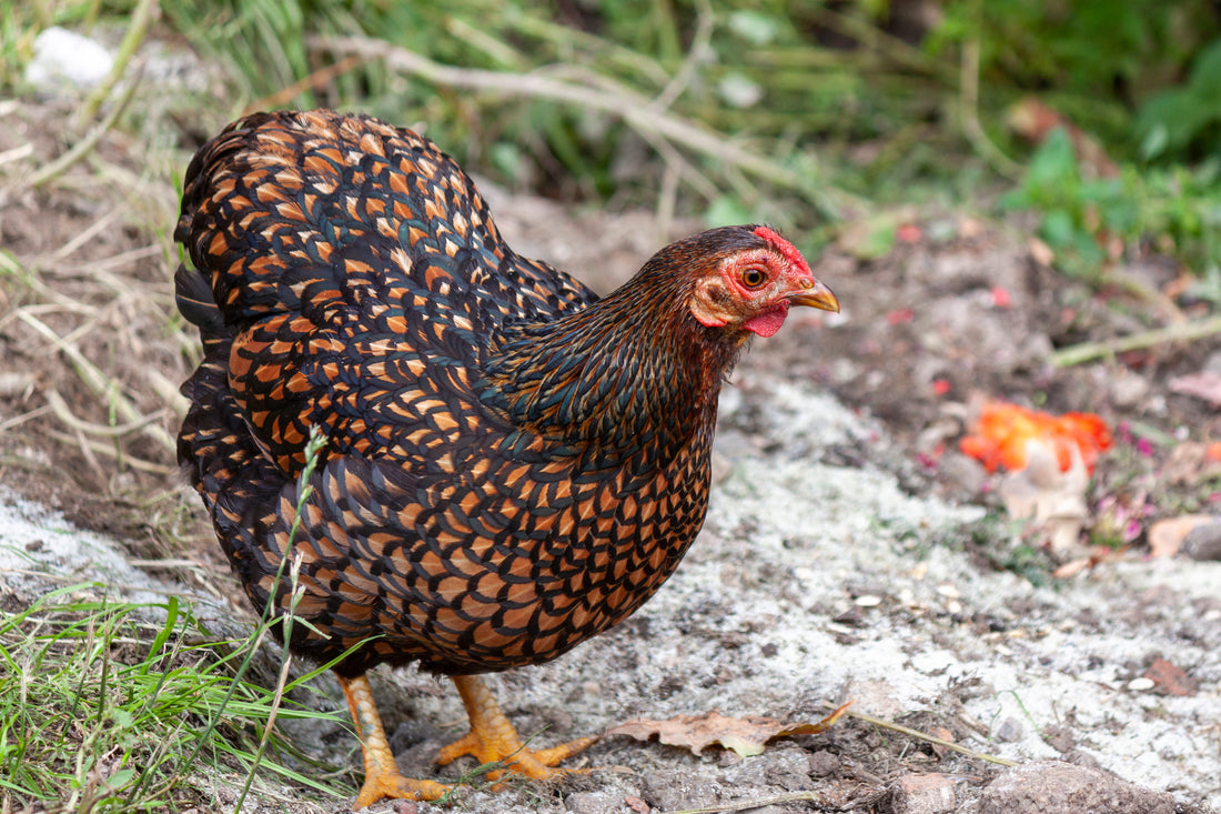 The Wonderful World of Wyandotte Chickens: A Colorful and Charismatic Breed - casadechicka