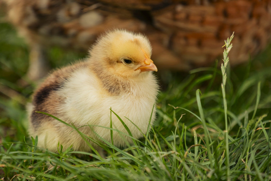 A Beginner's Guide to Raising Chicks in Winter: What You Need to Know - casadechicka