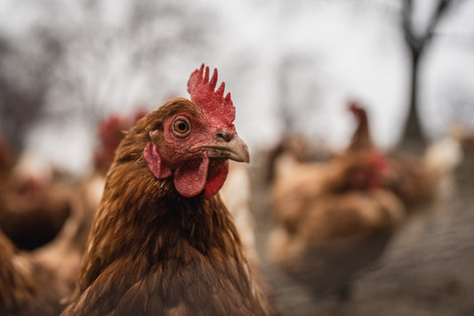 A Guide to Heritage and Rare Chicken Breeds: History, Characteristics, and Conservation Efforts - Expanded Edition - casadechicka