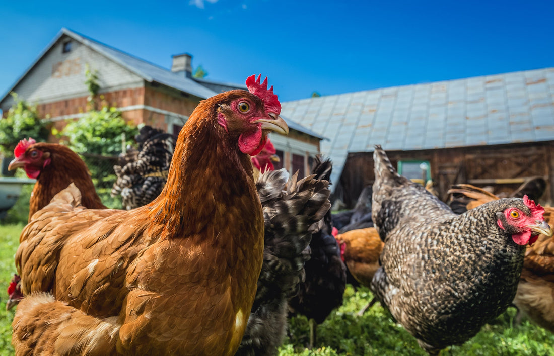 Are Backyard Chickens Good? - casadechicka