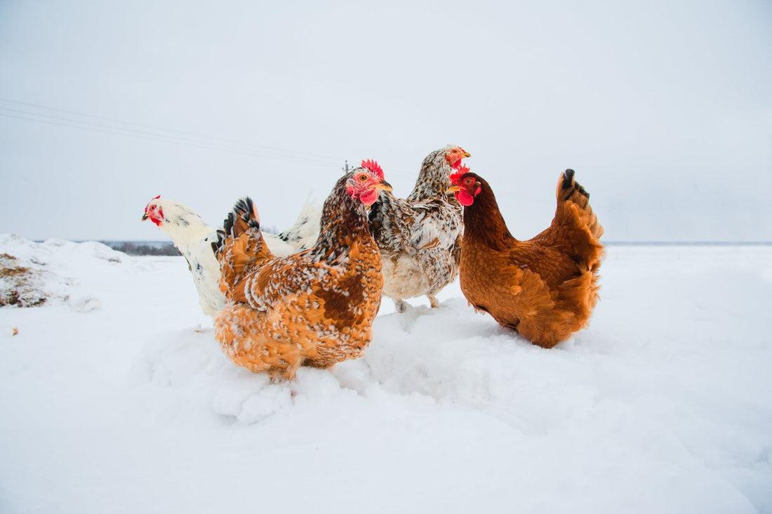 Are chickens cold tolerant? - casadechicka