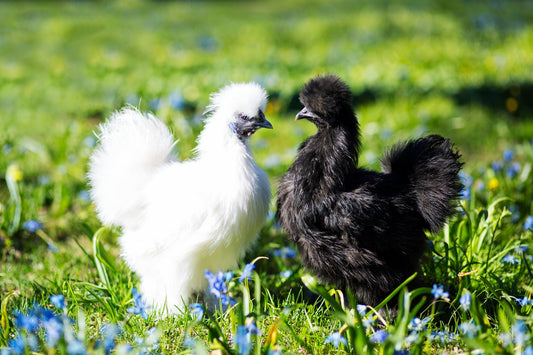 Are Silkie Chickens Good Egg Layers? - casadechicka