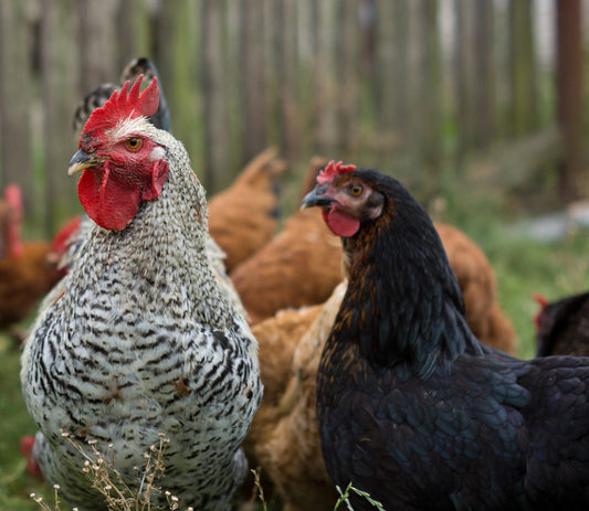 Backyard Poultry Farming for Beginners: Common Mistakes to Avoid - casadechicka