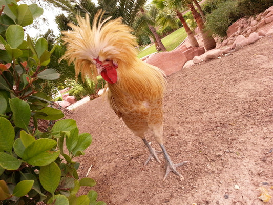 Beyond the Cluck: Unraveling the Emotional Intelligence of Chickens - casadechicka