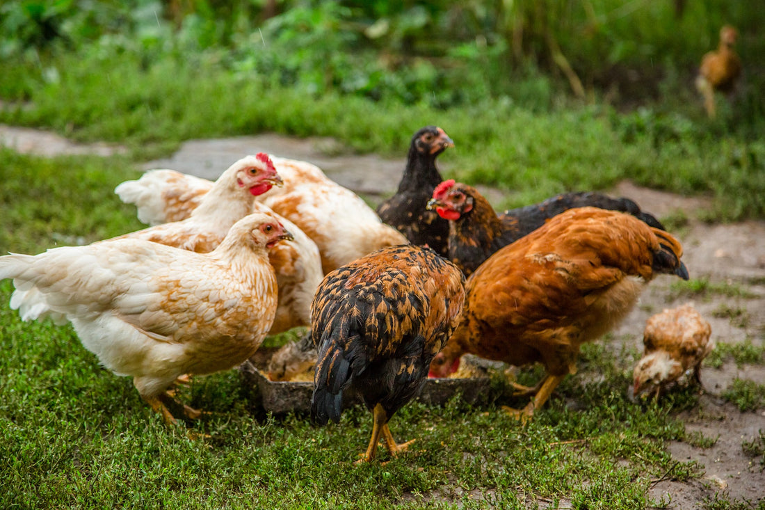 Beyond the Journey: Post-Travel Care Tips for Reintegrating Chickens into the Flock - casadechicka