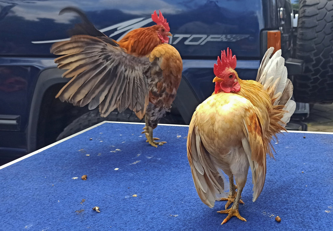 Biosecurity Measures When Traveling with Chickens: A Road Trip Guide for Cluckers - casadechicka