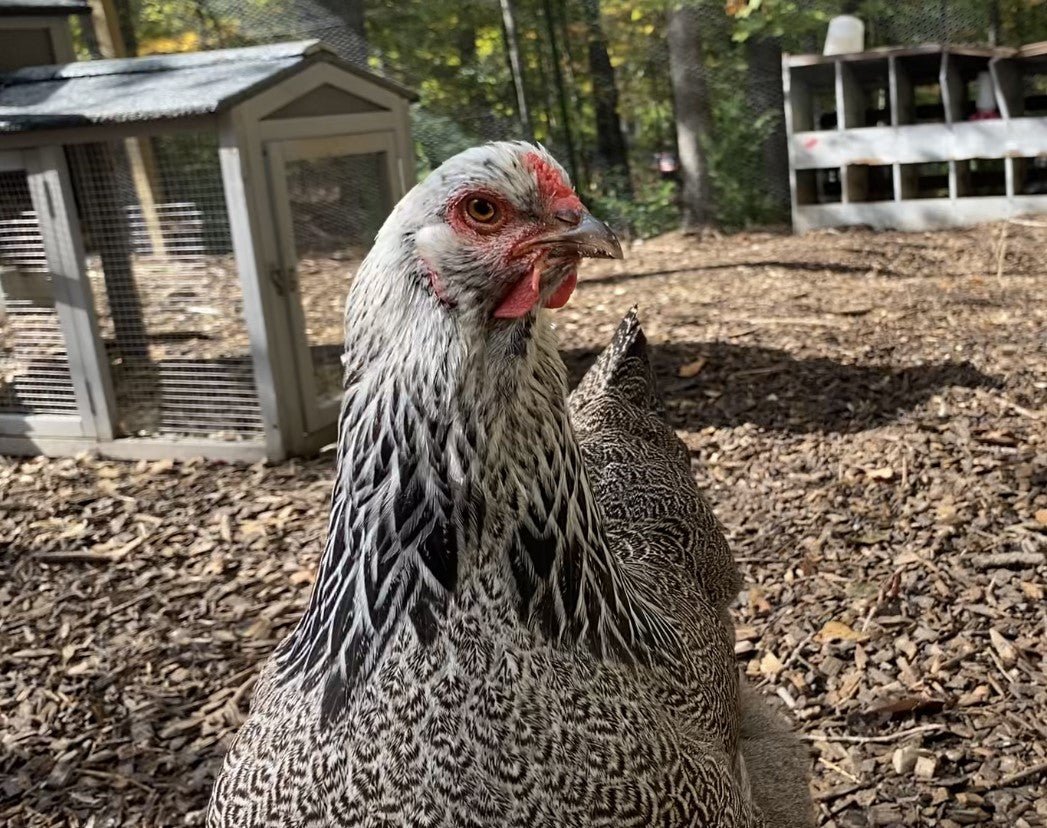 Brahma Poultry: Gentle Giants of the Chicken World - casadechicka