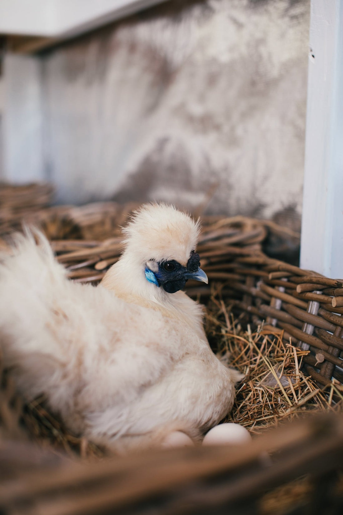 Broody Hens: The Clucky Maternal Instinct and How to Handle It - casadechicka