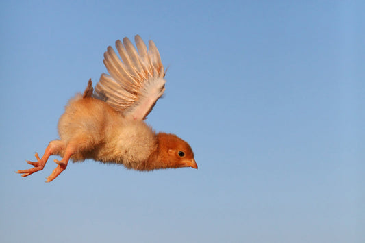 Can Chickens Fly? A Dive into the World of Flightless Birds - casadechicka