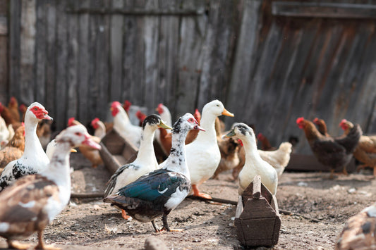 Can you raise chickens with other poultry? - casadechicka