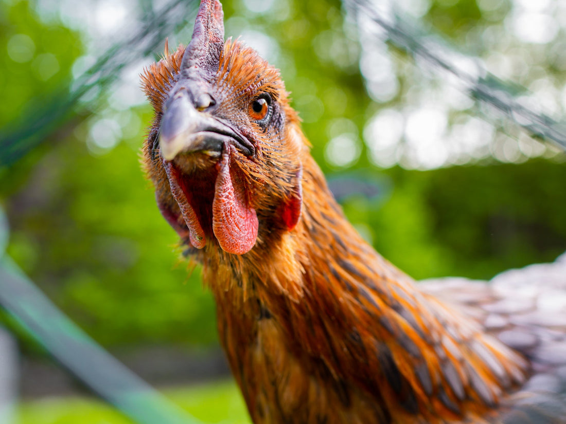 Cannibalism in Chickens: Understanding and Prevention - casadechicka