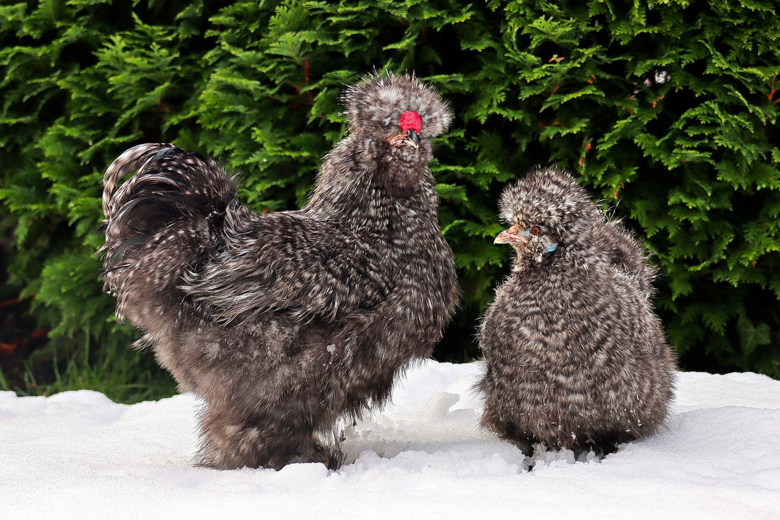 Chicken Breeds and Cold Resistance: A Feathery Tale of Frost and Fowl - casadechicka