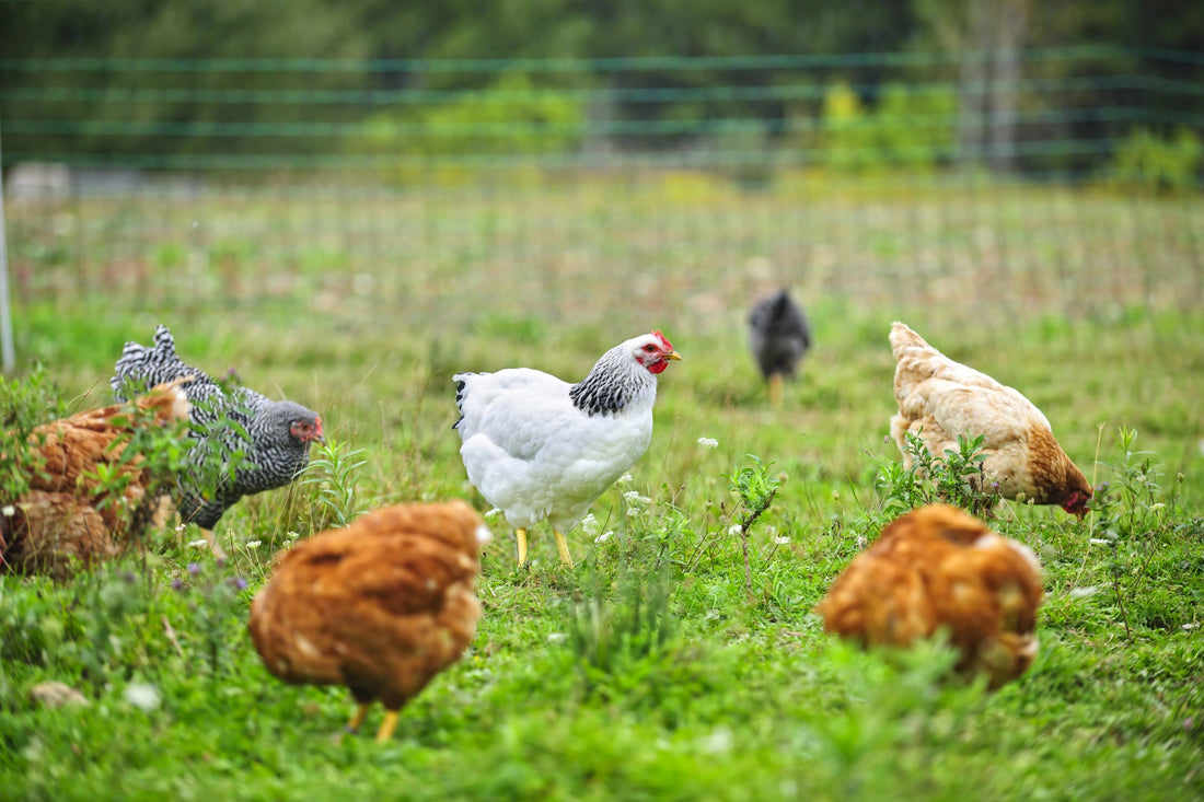 Chicken Challenges: Navigating Integration, Feather Pecking, and Flock Management - casadechicka