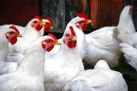 Chicken Chat: Decoding the Language and Behavior of Your Backyard Flock - casadechicka