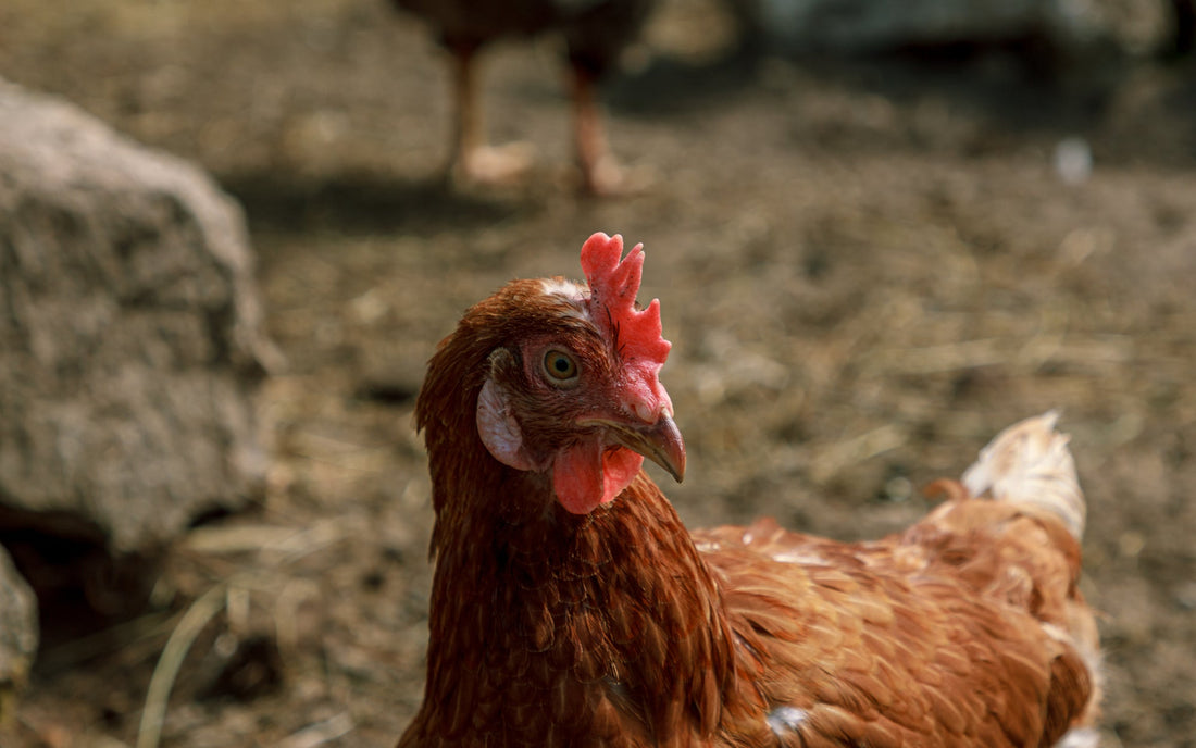 Chicken Myths Debunked: Separating Fact from Fiction - casadechicka