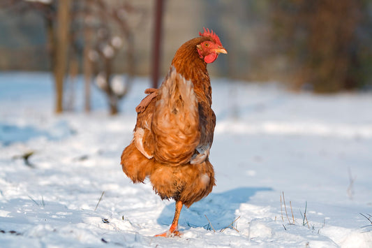 Chickens and Music: Do They Really Respond to Tunes? - casadechicka