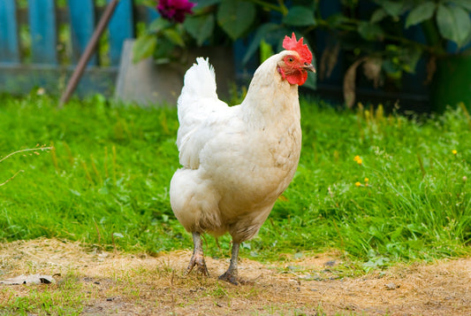 Chickens and Sustainability: How Your Backyard Flock Can Benefit the Environment - casadechicka