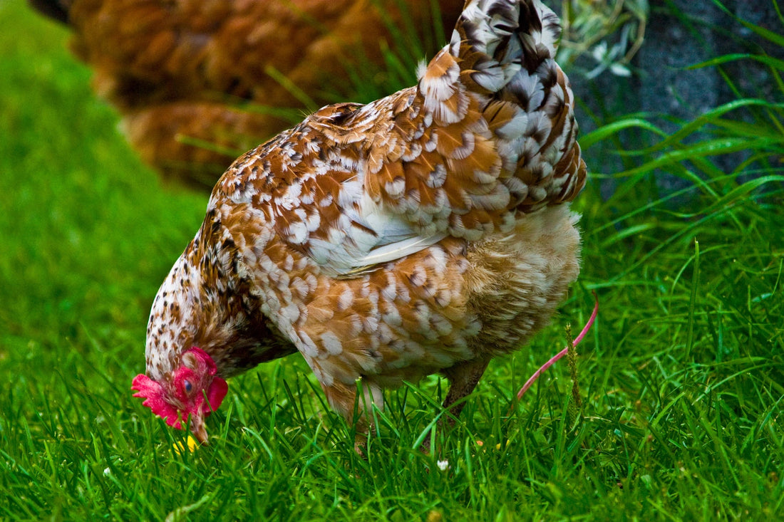 Chickens as Pest Controllers: The Garden’s Secret Weapon - casadechicka