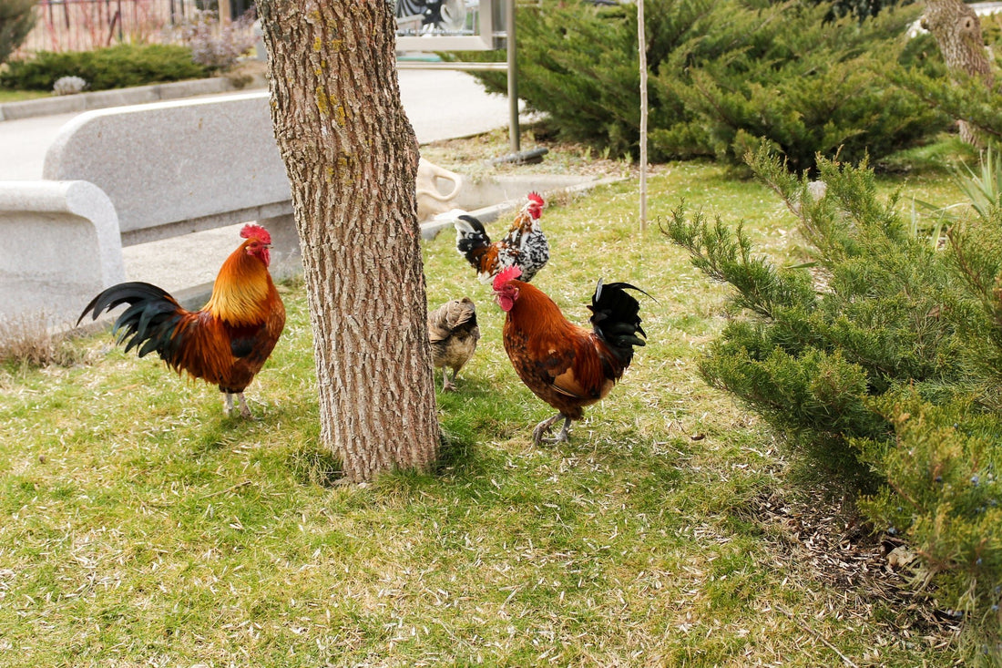 Chickens in the City: A Guide to Raising a Happy Flock in Urban Environments - casadechicka