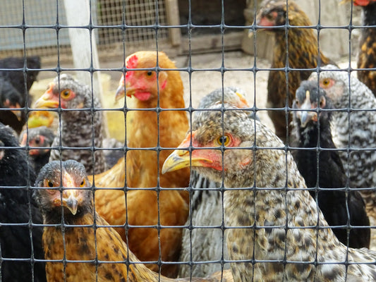 Chook Mites: The Tiny Troublemakers of the Chicken World - casadechicka