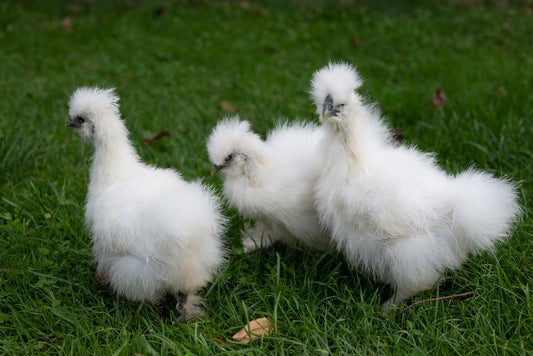 Choosing the Right Chicken Breed for Your Backyard: Cold Hardy, Heat Hardy, and More - casadechicka