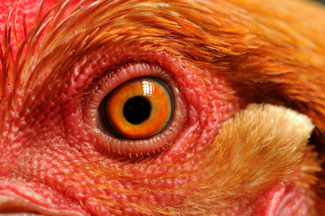 Clearing the Fog: Understanding and Treating Eye Infections in Chickens - casadechicka