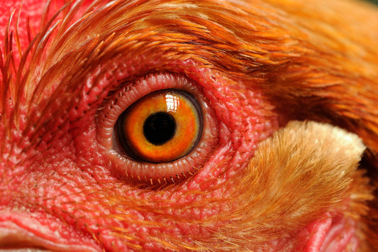 Clearing the Fog: Understanding and Treating Eye Infections in Chickens - casadechicka