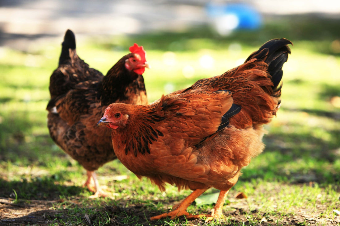 Clever Cluckers: Unraveling the Astounding Intelligence of Chickens - casadechicka