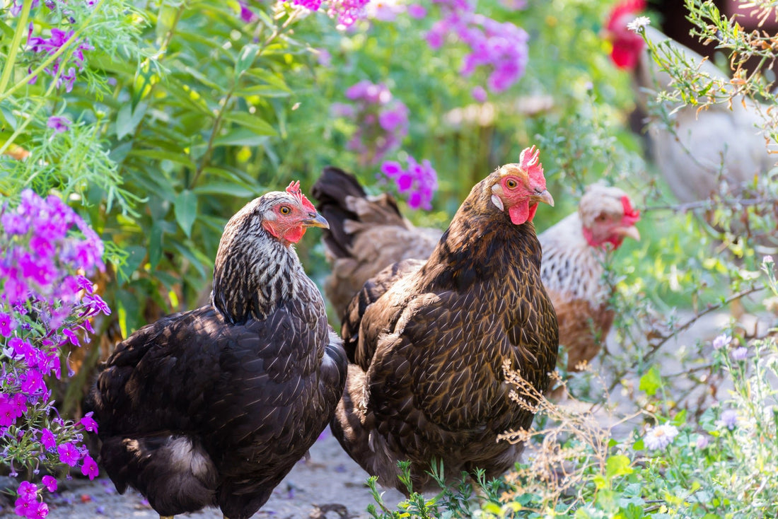 Cluck and Play: Chicken Enrichment Ideas to Keep Your Flock Entertained - casadechicka