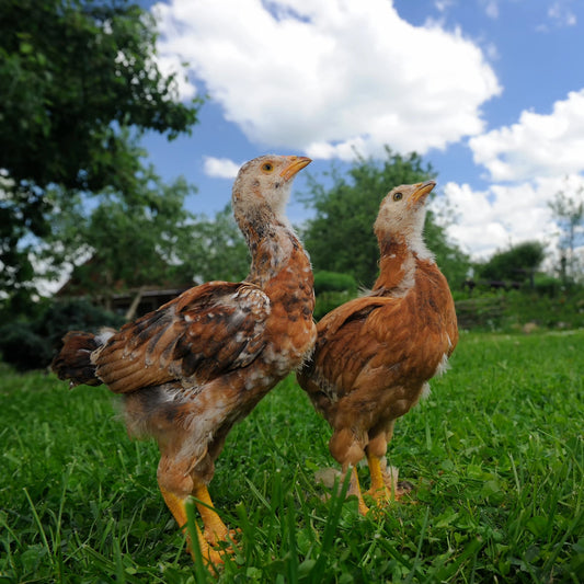 Cluck or Cloud: Chickens as Weather Predictors - casadechicka