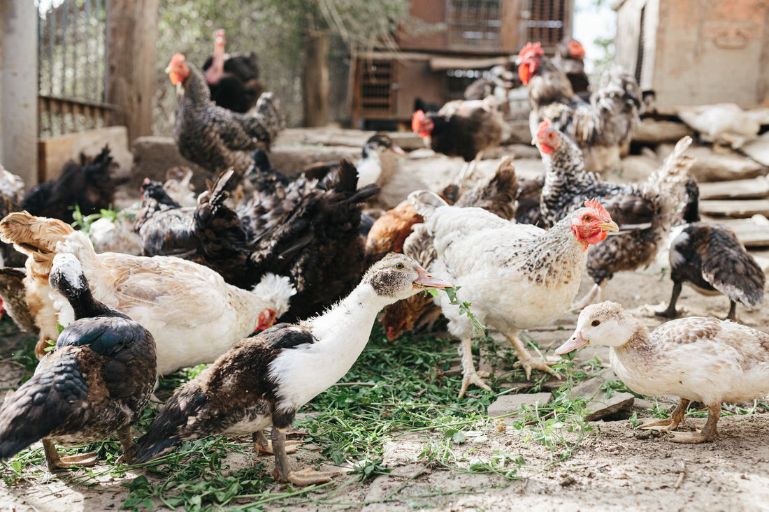 Clucking Around the Globe: Unveiling the Global Chicken Population - casadechicka