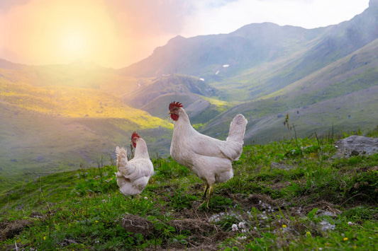 Clucking Marvels: The Astonishing Navigational Skills of Chickens - casadechicka