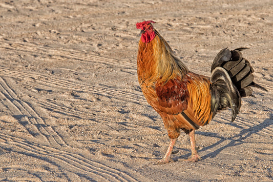 Clucking Tales: Exploring the Chicken's Role in Caribbean and Creole Folklore - casadechicka