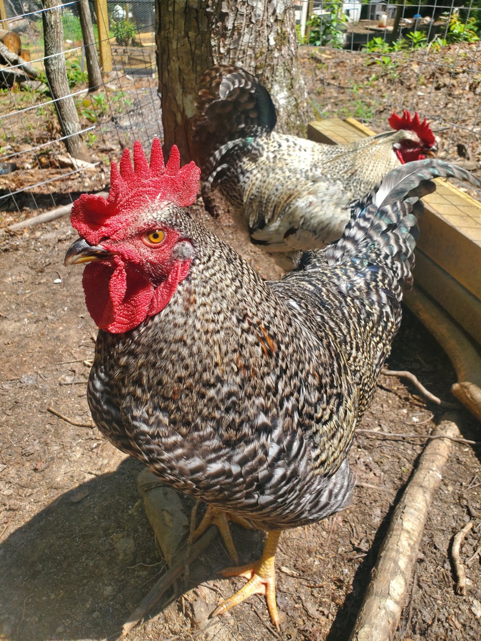 Rooster Power Cock-a-Doodle-Do: Unveiling the Protective Power of the Rooster