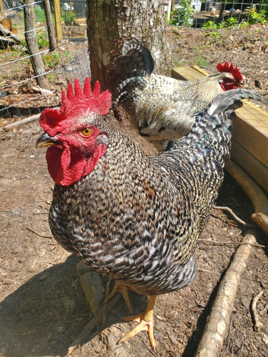 Cock-a-Doodle-Do: Unveiling the Protective Power of the Rooster - casadechicka