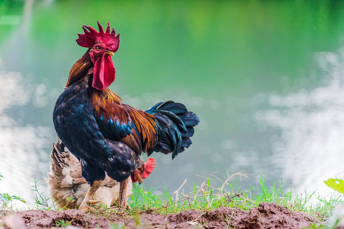 Cock-a-Doodle-Don't: A Fun and Practical Guide to Dealing with an Aggressive Rooster - casadechicka