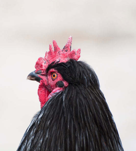 Comb and Wattle Frostbite: Chilling Challenges and Warm Solutions for Your Feathered Friends - casadechicka