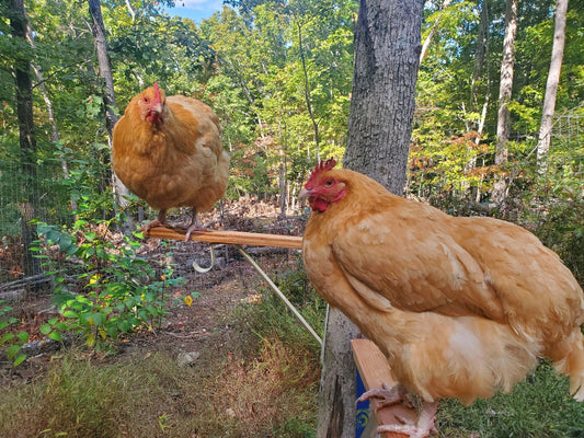 Common Mistakes Beginners Make When Keeping Chickens - casadechicka