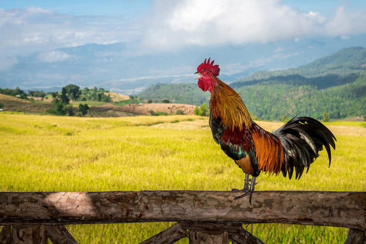 Decoding the Clucks: Exploring the Secret Language of Chickens - casadechicka