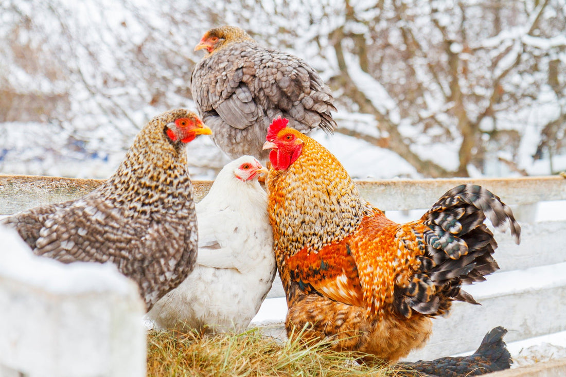 Do chickens need a heater in cold weather? - casadechicka