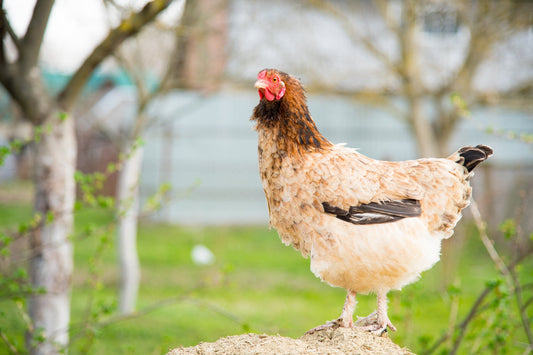 "Egg-cellent" Memory: Exploring Chickens' Remarkable Recall Abilities - casadechicka