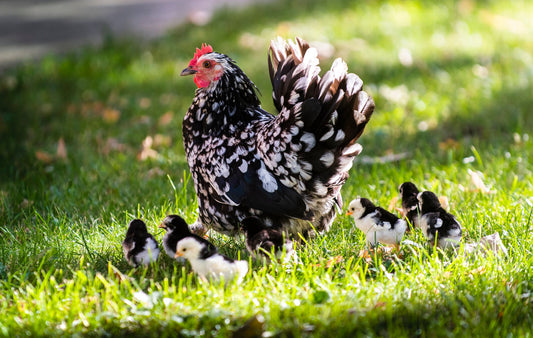 Egg-ceptional Egg-layers: A Hilarious and Informative Guide to Raising Chickens for Eggs - casadechicka